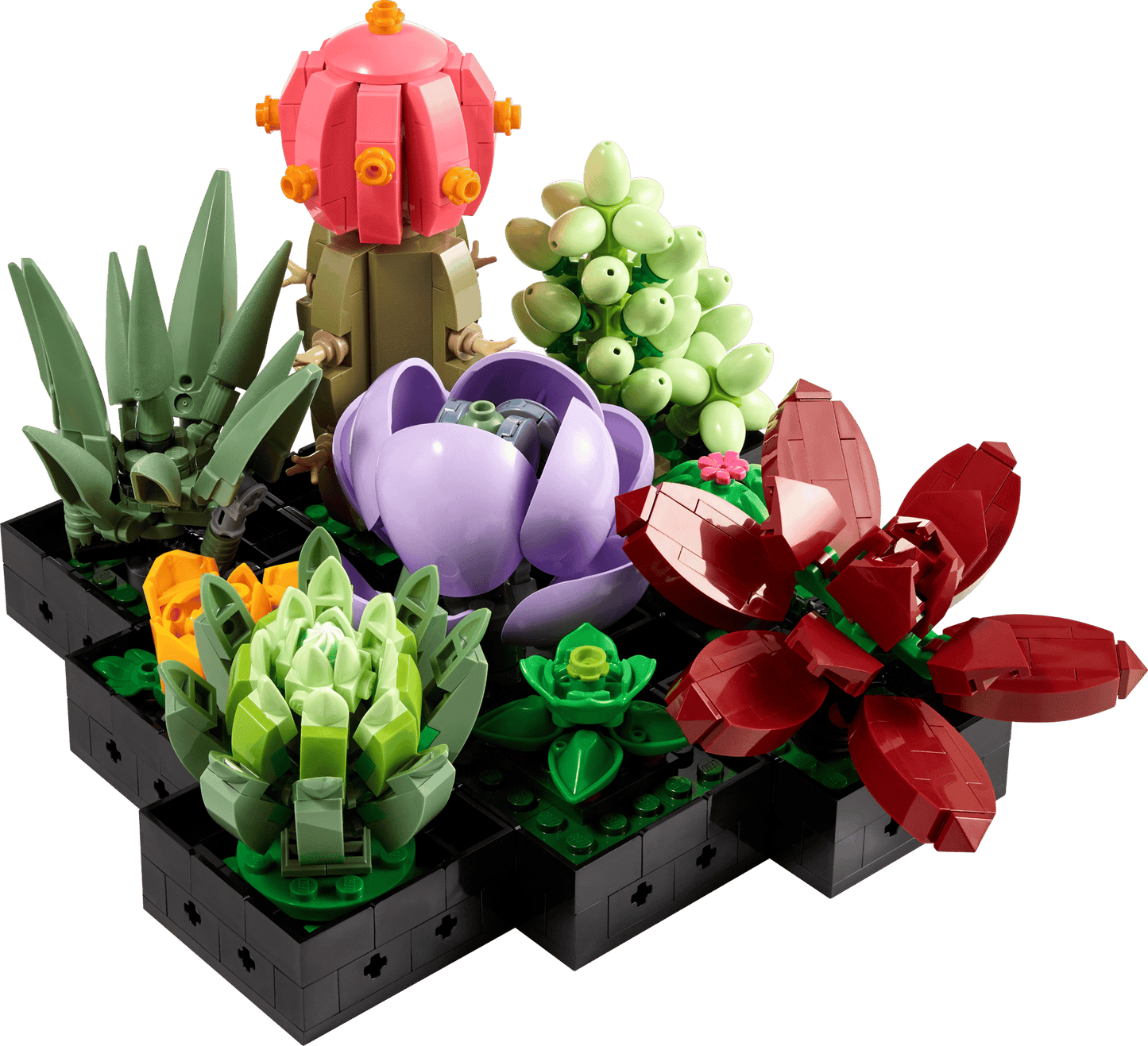 Succulents | 10309