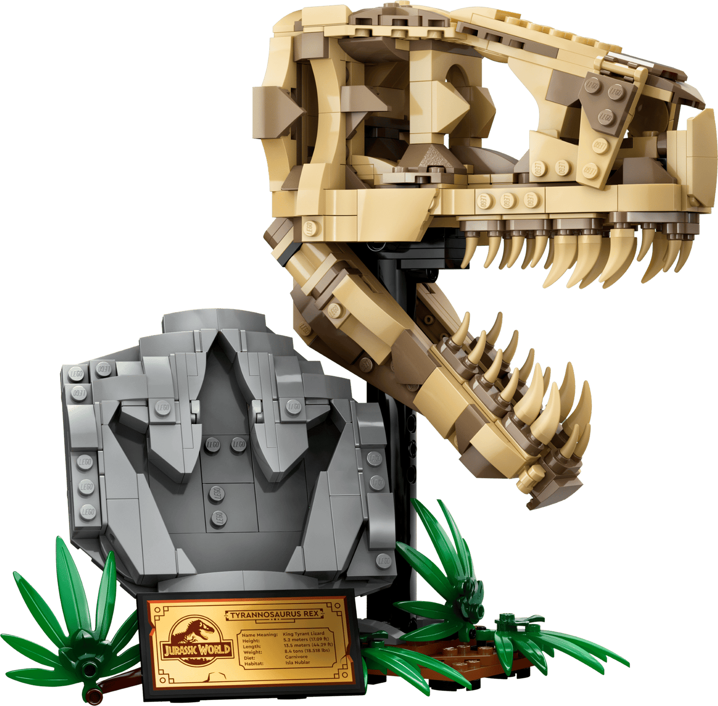Dinosaur Fossils: T. rex Skull | 76964