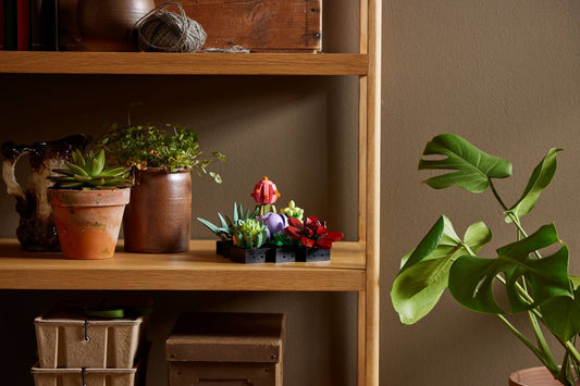 Succulents | 10309