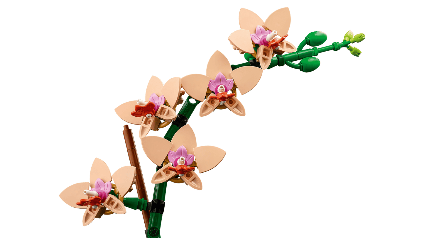 Mini Orchid | 10343