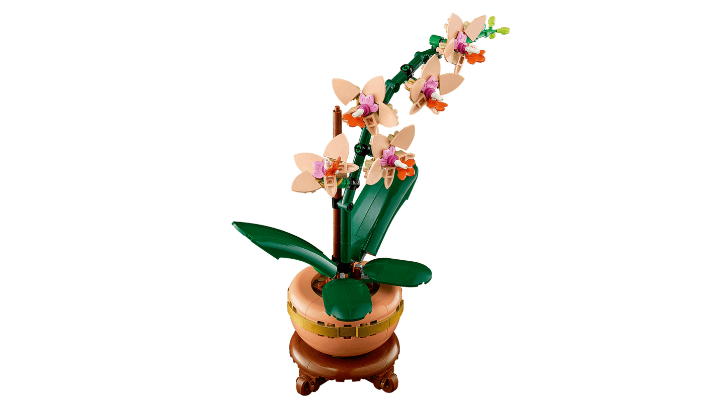 Mini Orchid | 10343