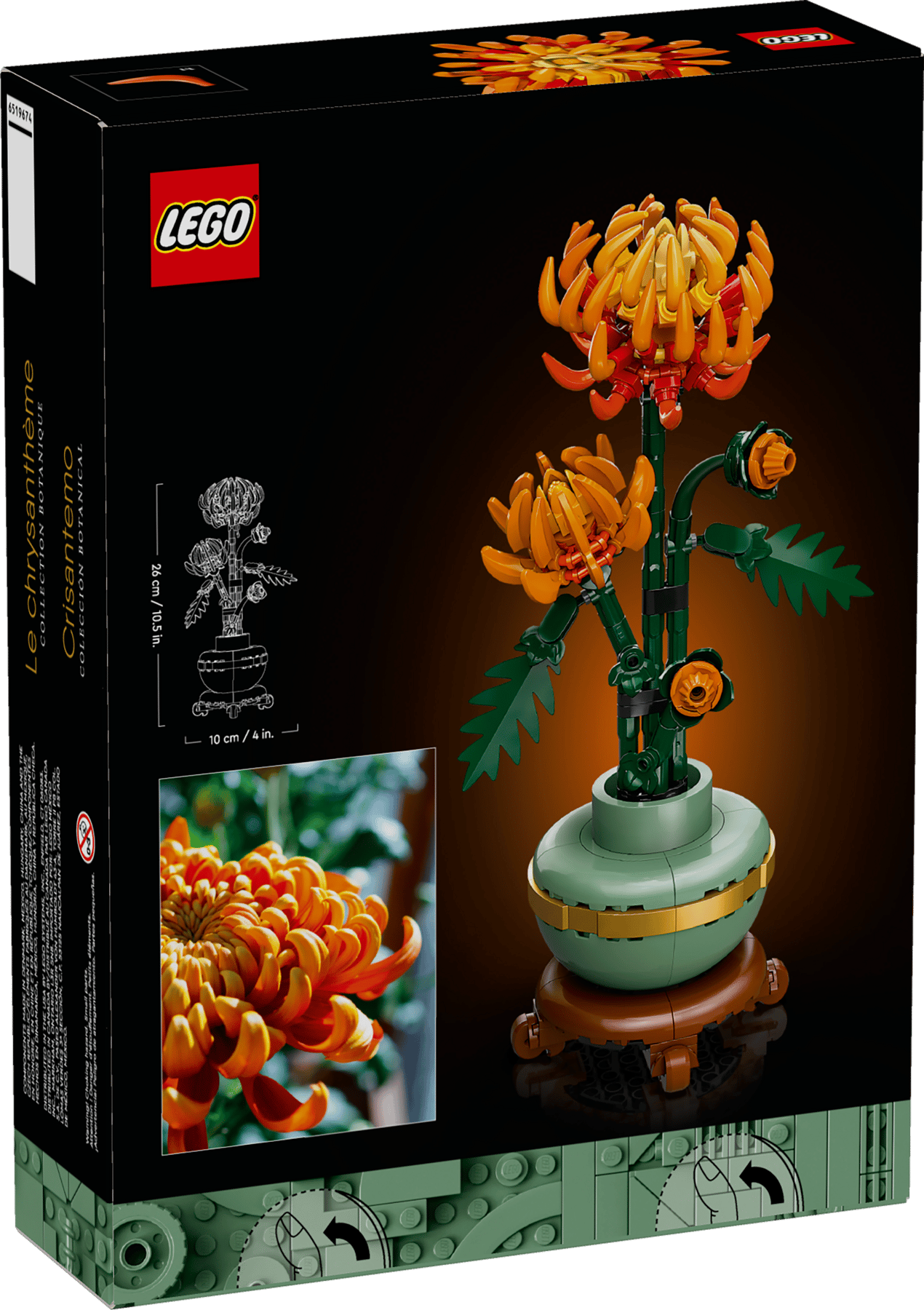 Chrysanthemum | 10368