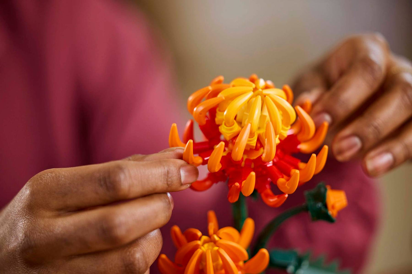 Chrysanthemum | 10368