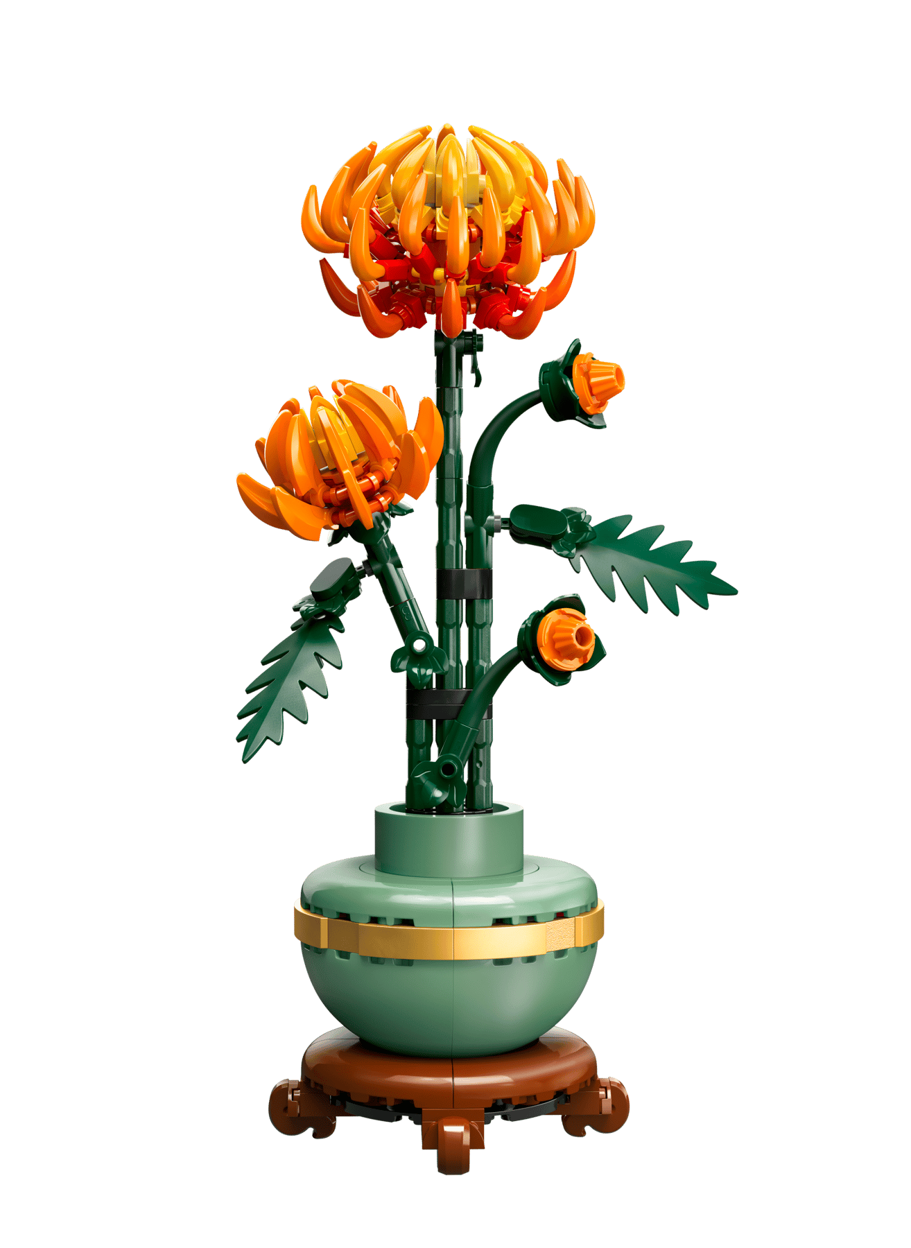 Chrysanthemum | 10368