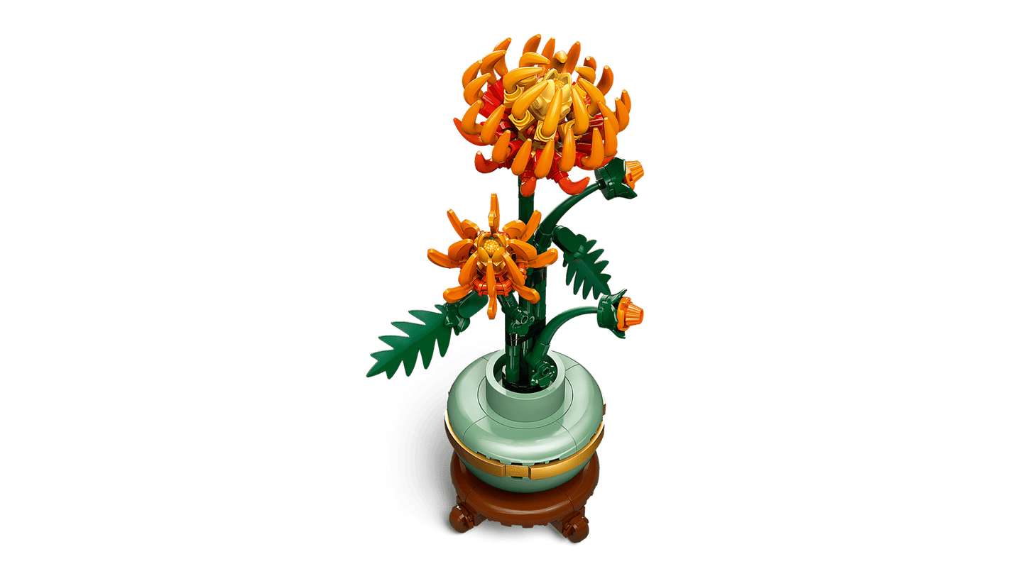 Chrysanthemum | 10368