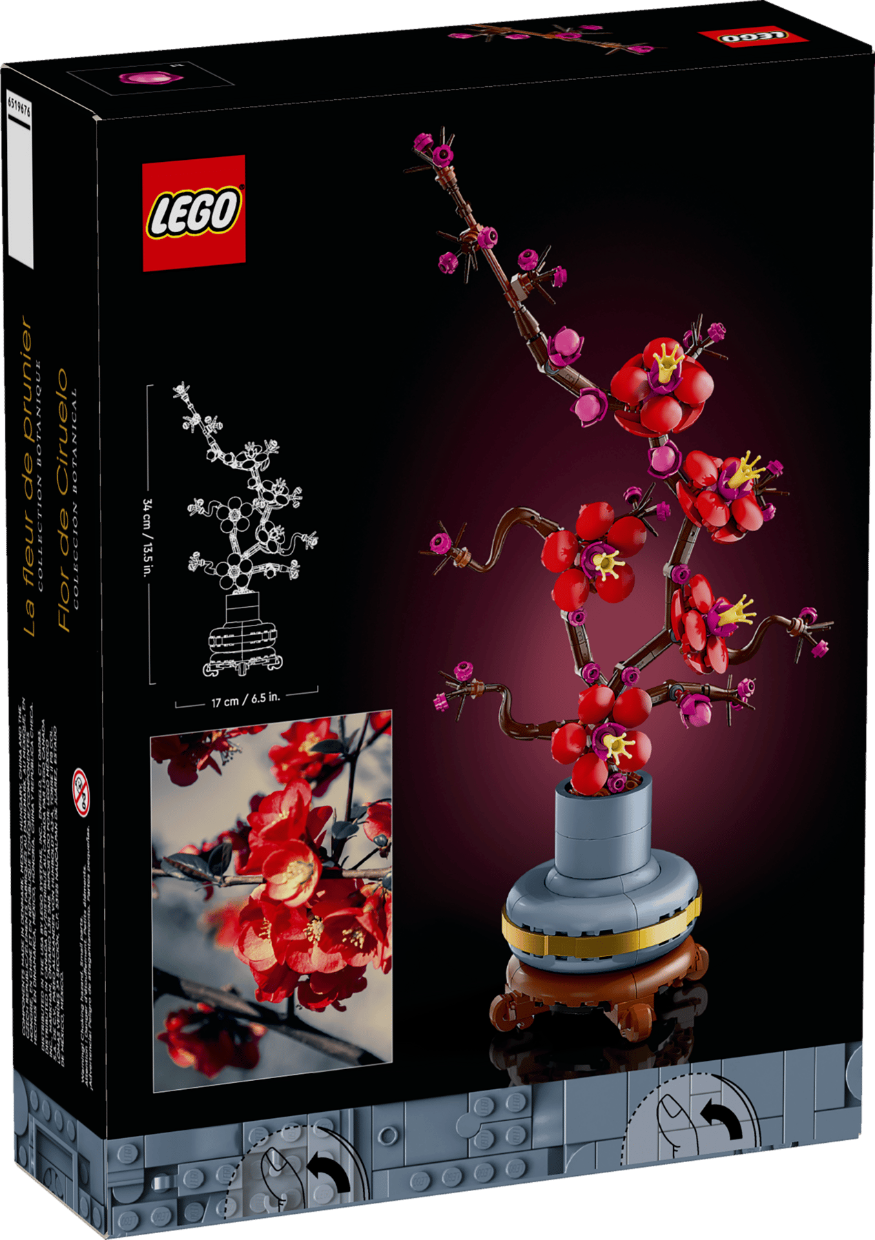 Plum Blossom | 10369