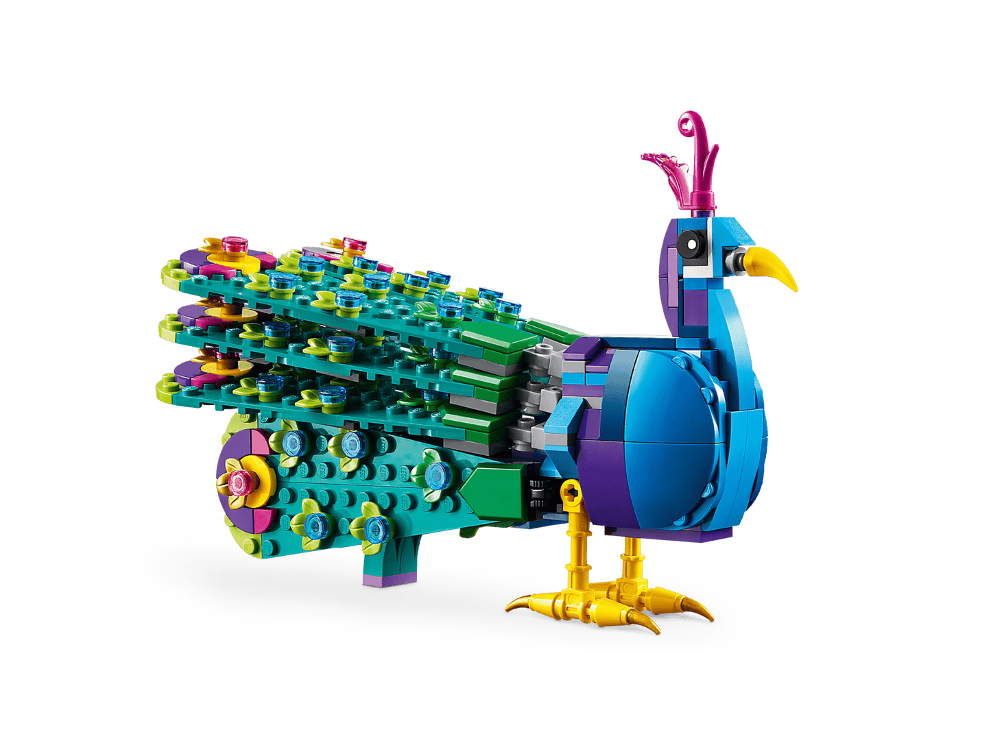 Exotic Peacock | 31157