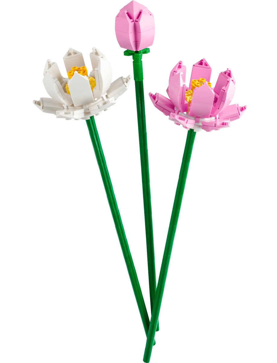 Lotus Flowers | 40647