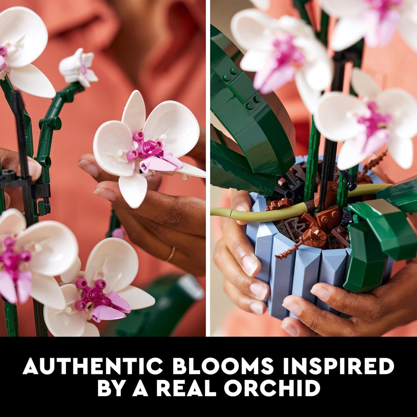Orchid | 10311