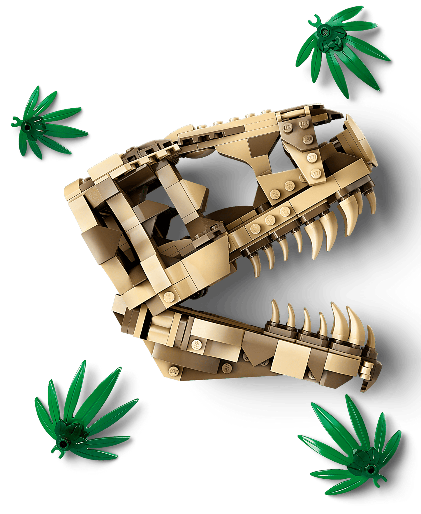 Dinosaur Fossils: T. rex Skull | 76964