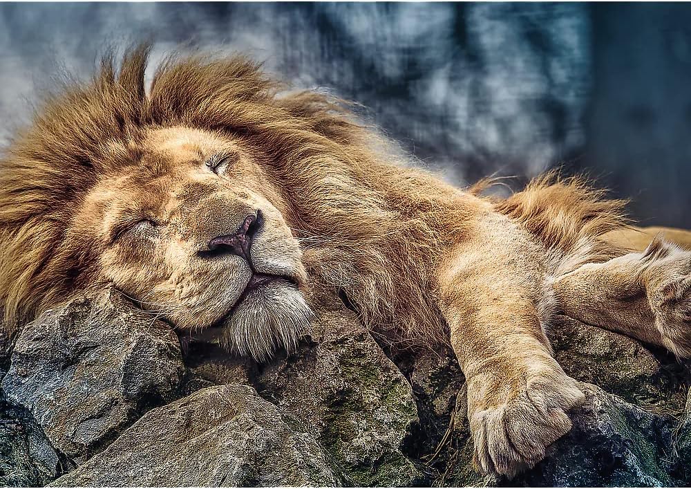 Trefl Puzzle Sleeping Lion 1000 Piece
