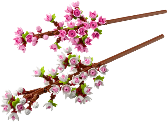 Cherry Blossoms | 40725