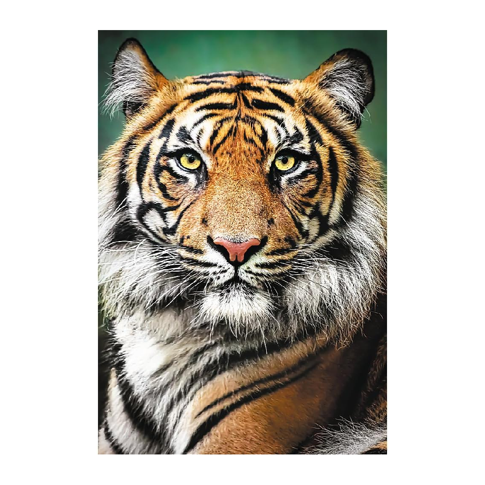 Trefl Puzzle: Portrait of a Tiger - 1500 Pieces